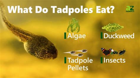 What do tadpoles eat - Lack of Shelter: Tadpoles that do not have vegetation or areas to shelter themselves expose themselves to predators that may be in on land, in the sky above, ... Tadpoles eat algae, boiled broccoli, cucumber skins, lettuce, leeks, cabbage, watercress, spinach, kale, zucchini, duckweed, phytoplankton, detritus, ...